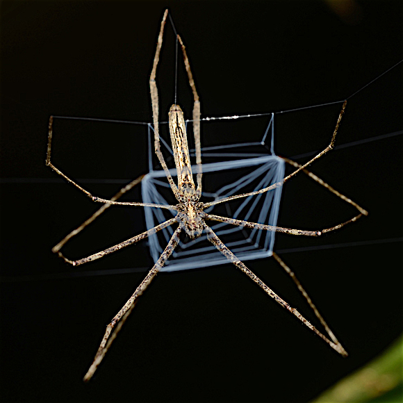 Wikimedia Commons