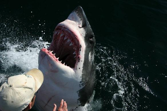 Bruce, CC BY 2.0 https://creativecommons.org/licenses/by/2.0, via Wikimedia Commons