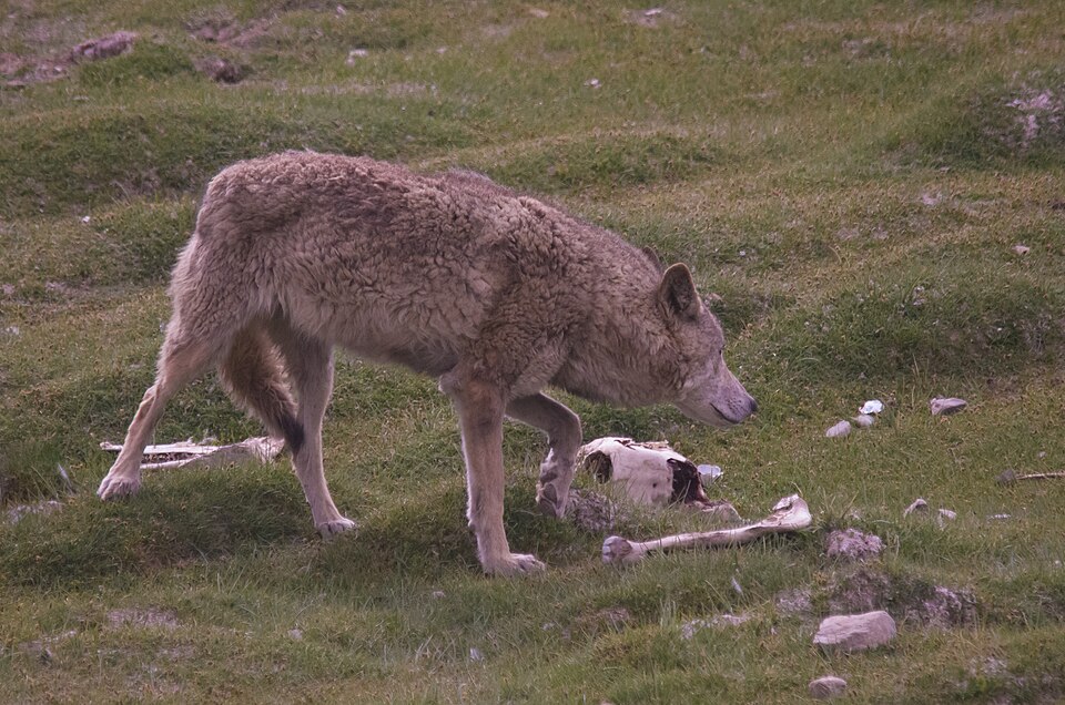 Wikimedia Commons