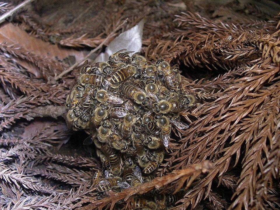 Wikimedia Commons