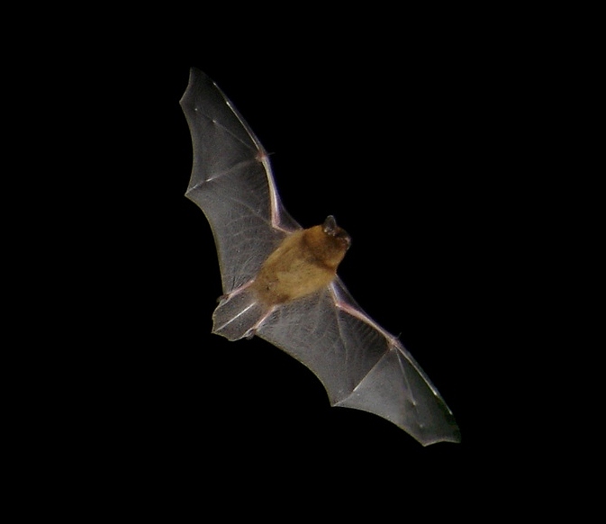 Wikimedia Commons
