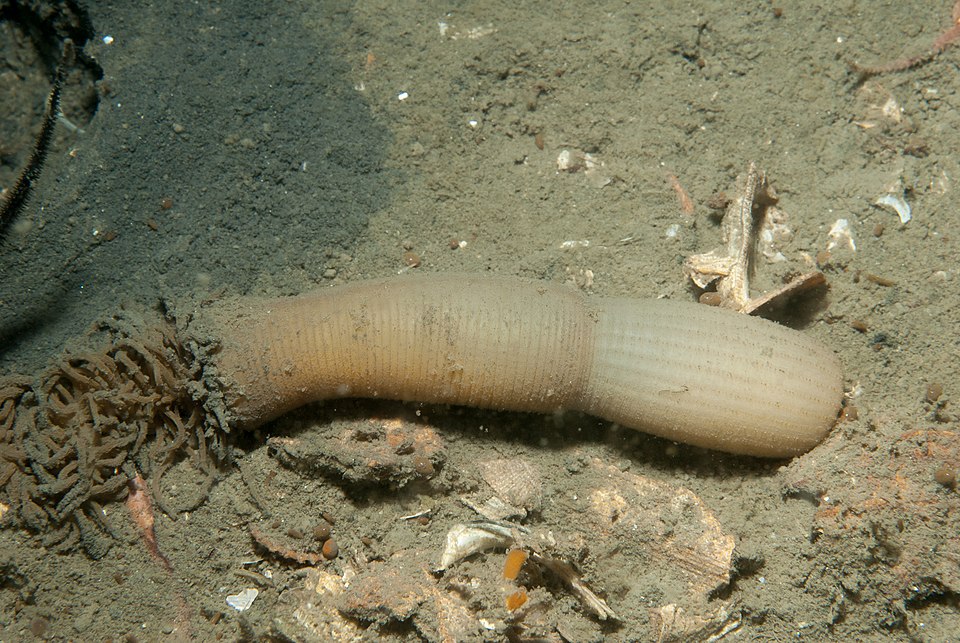 Wikimedia Commons