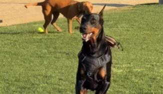 Video: Hunde kan også genkende gamle flammer