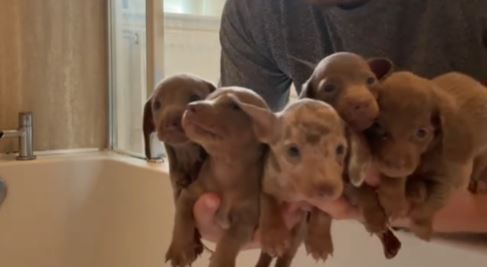 Video: Fem små gravhunde oplever deres første bad –  Total pølsefad!