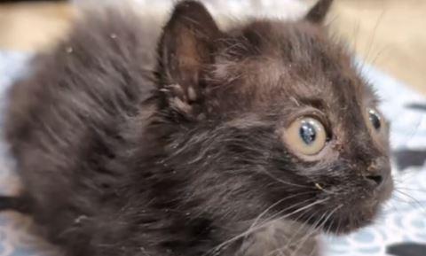 Video: En lille kats store glæde