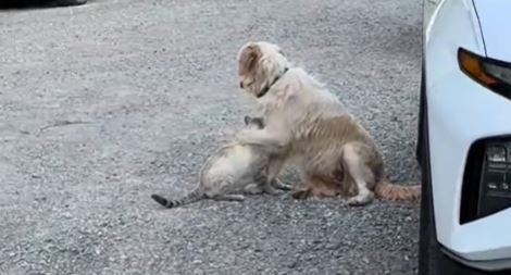 Video: Uimodståeligt venskab – Når en Golden Retriever og en Siameser bliver bedste venner