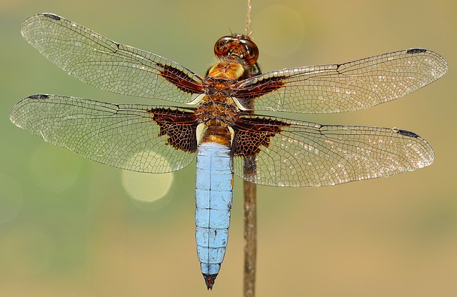 8 insekter med superkræfter