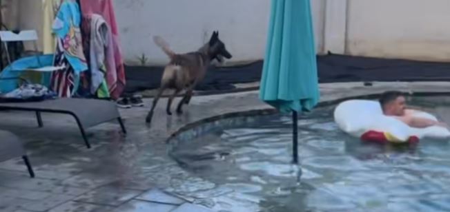 Denne belgiske Malinois gør poolen til verdens sikreste sted