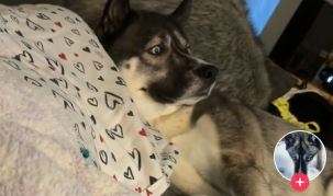 Screenshot TikTok