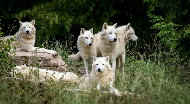 7 dyr der opdrager i flok – kollektiv omsorg i naturens børnehaver