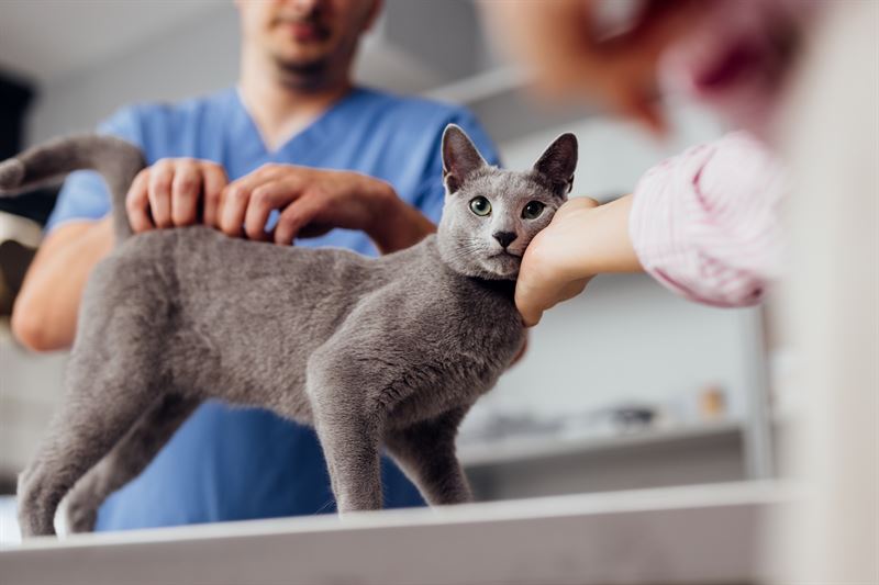 Hver tredje kat rammes af nyresygdomme