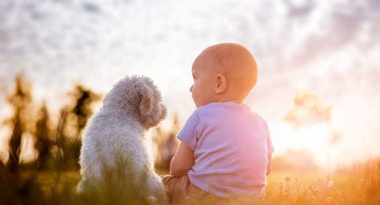 Giv hund og baby en tryg start på livet sammen