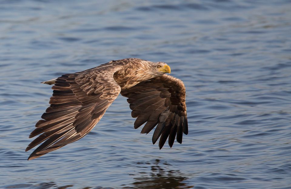 Se de store vingefang suse over Danmarks natur