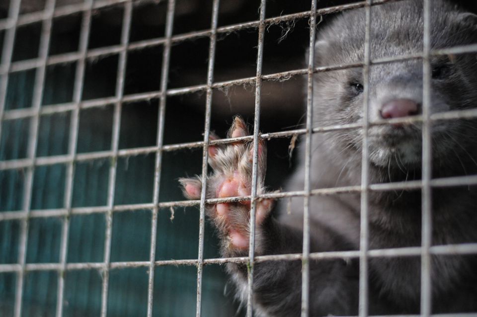 EU Kommissionen meldt til ombudsmanden i strid om mink