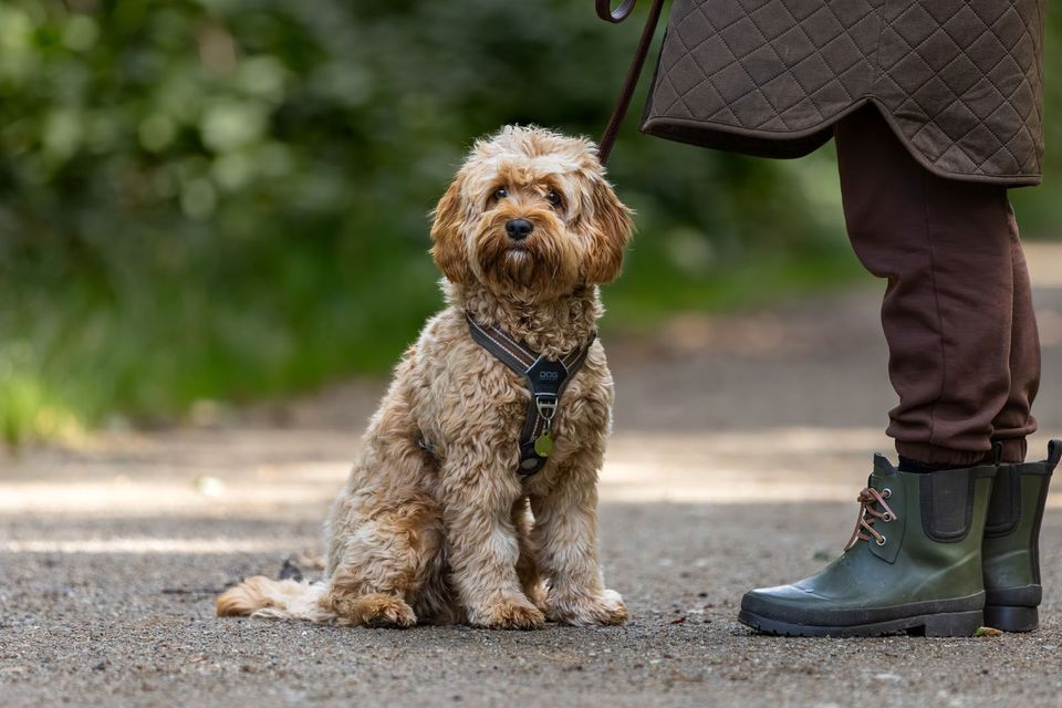 Danskerne downsizer på hundefronten