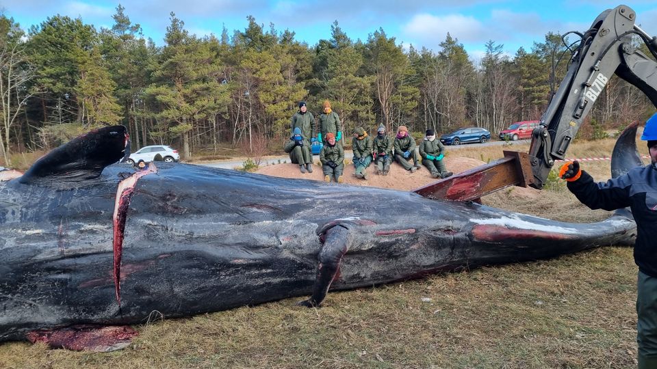 Et kaskelothjerte? Vi starter bilen med det samme