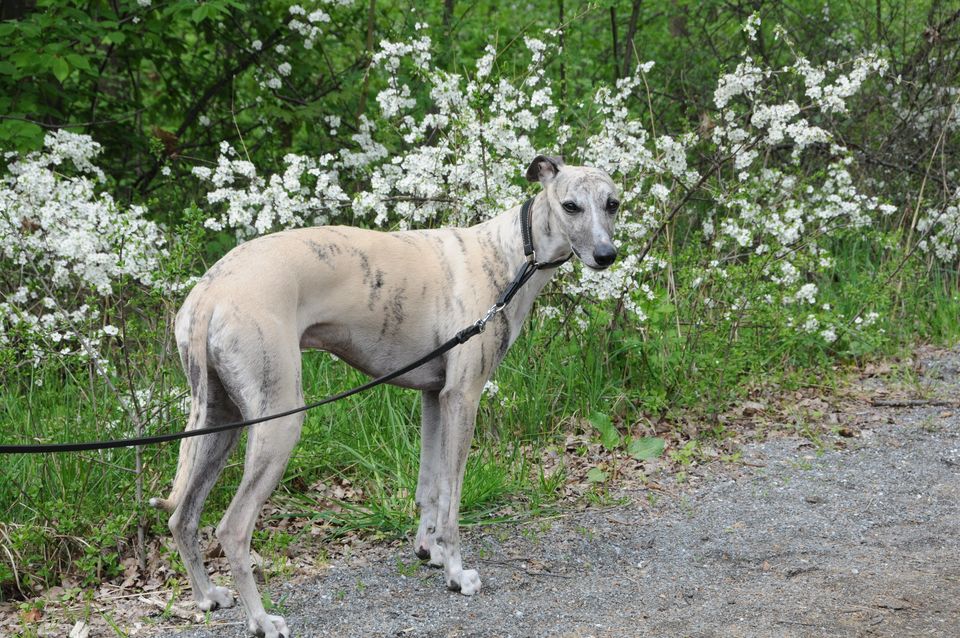 AI til kamp mod halte hunde