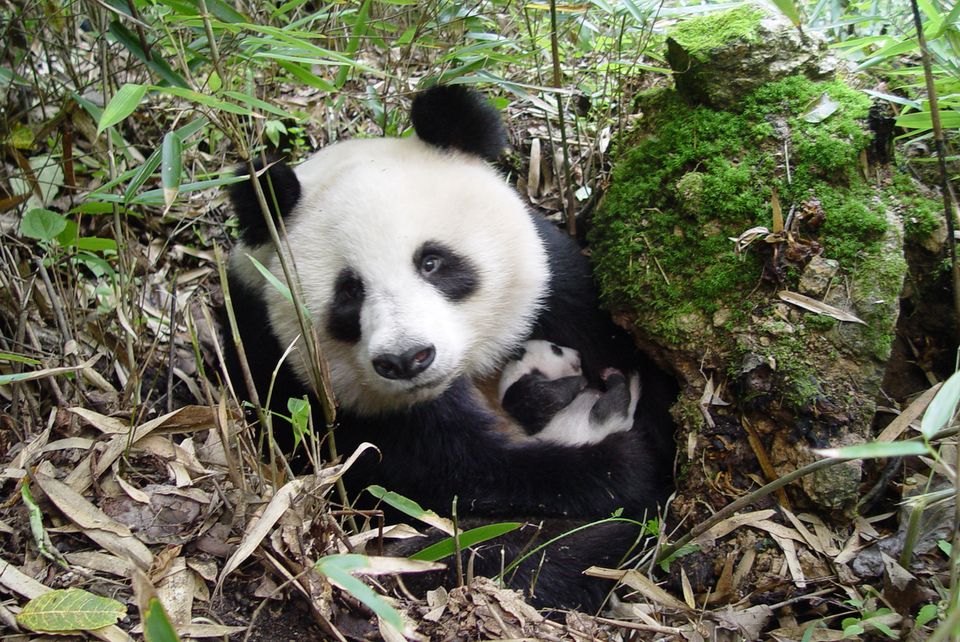 Barselshuler til pandaen skal sikre artens fremtid