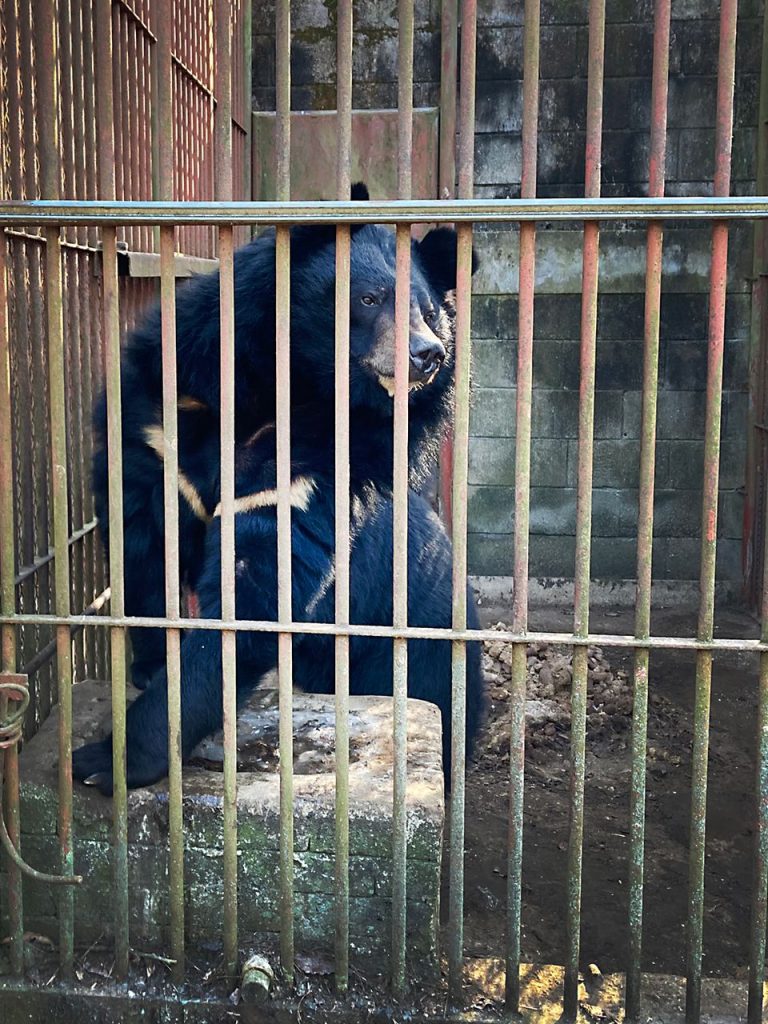 For første gang i Europa: Tidligere galdebjørne på vej fra Sydkorea til Knuthenborg Safaripark
