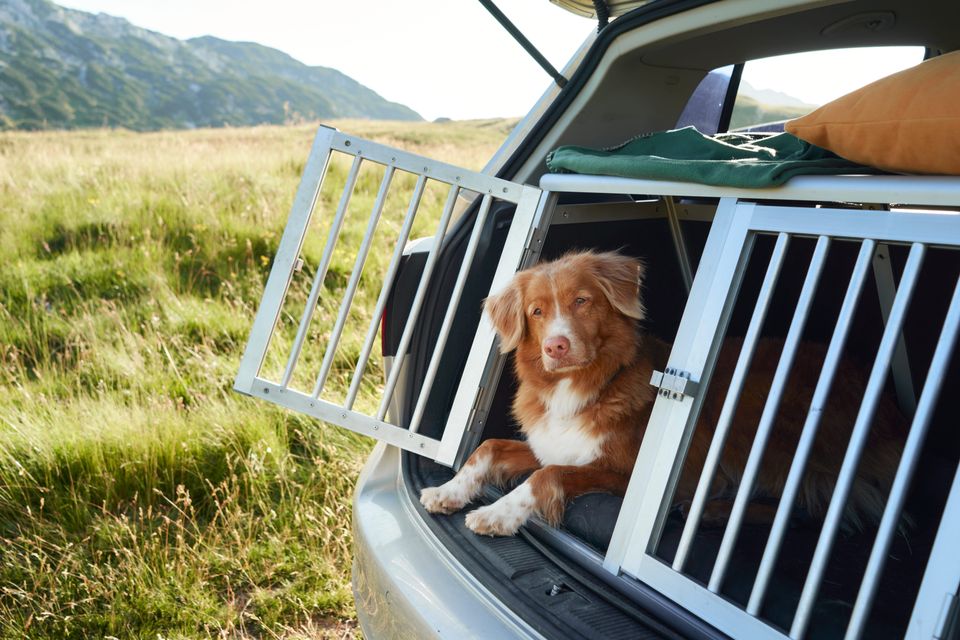Hund med i kufferten? Guide til tryg udlandsrejse med hund