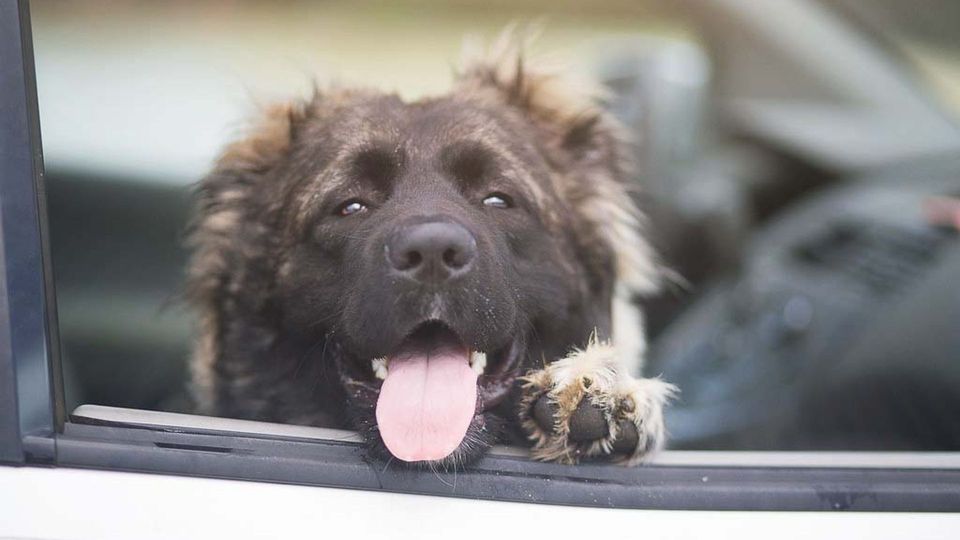 Advarsel: Allerede nu kan bilen blive livsfarlig varm for din hund
