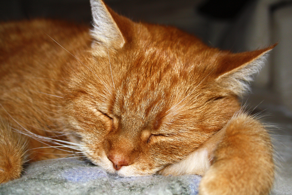 Depositphotos.com