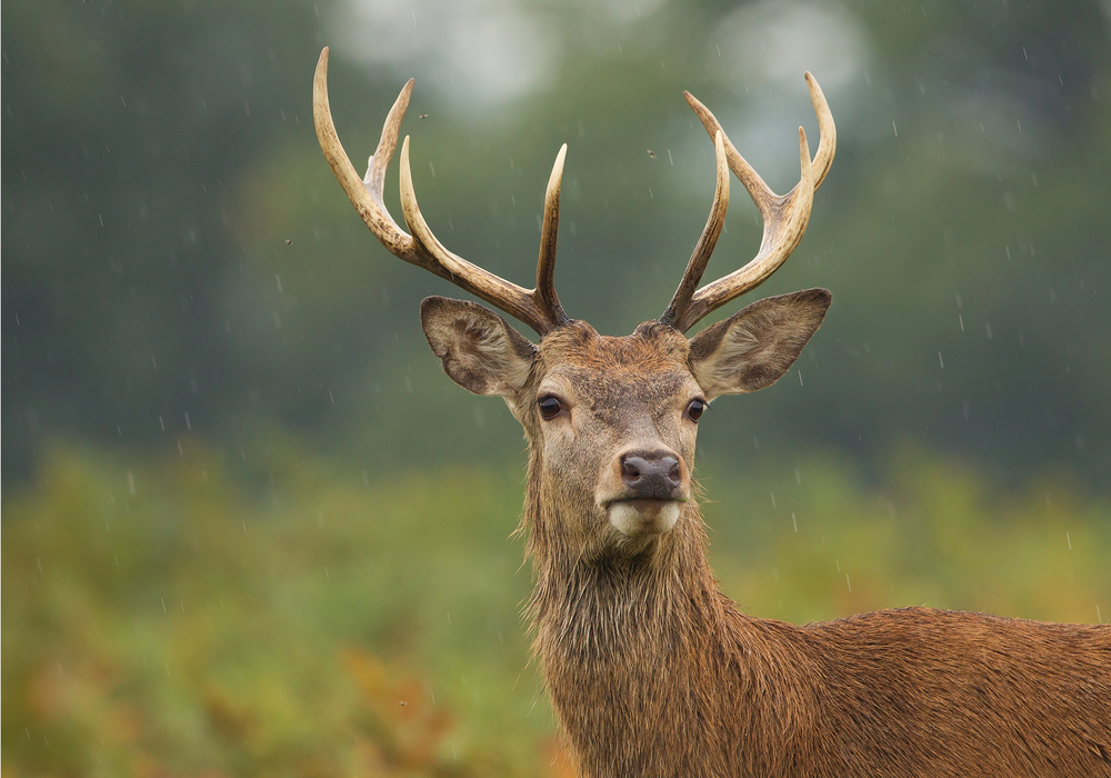 Depositphotos