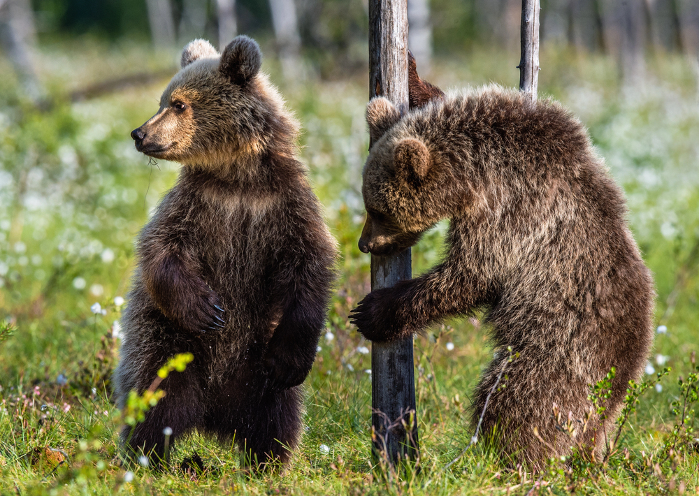 Depositphotos