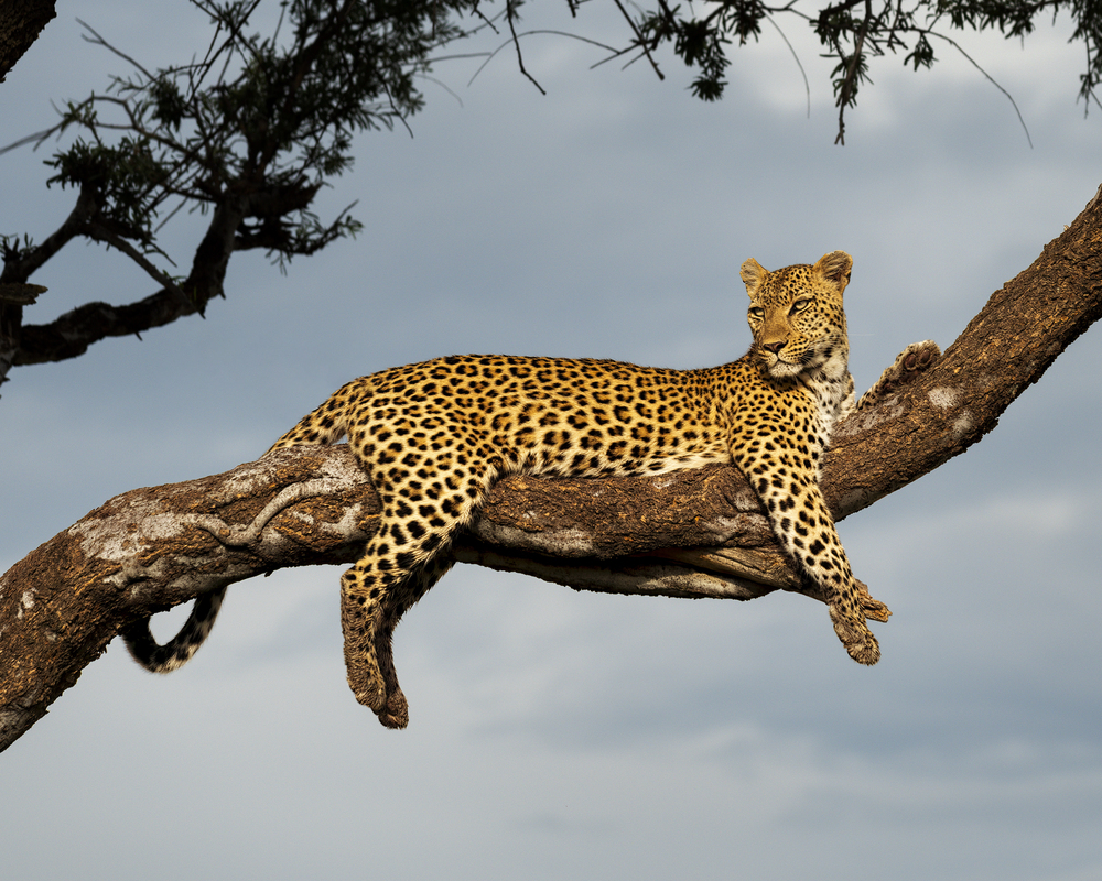 Depositphotos