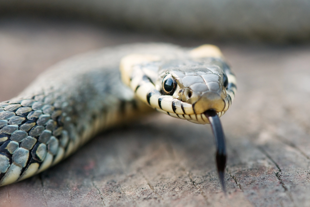 Depositphotos